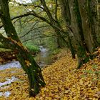 Waldmotive, hier: Herbstimpressionen am Lautenbach (2)