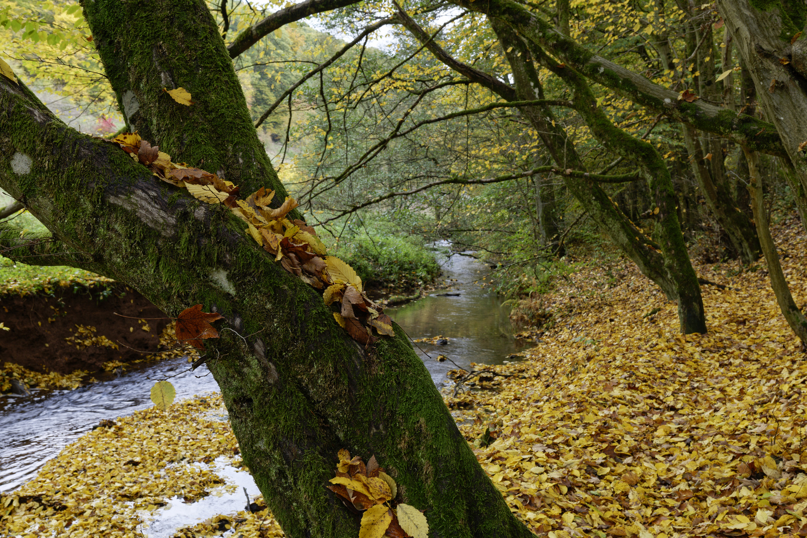 Waldmotive, hier: Herbstimpressionen am Lautenbach (3)