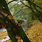 Waldmotive, hier: Herbstimpressionen am Lautenbach (3)