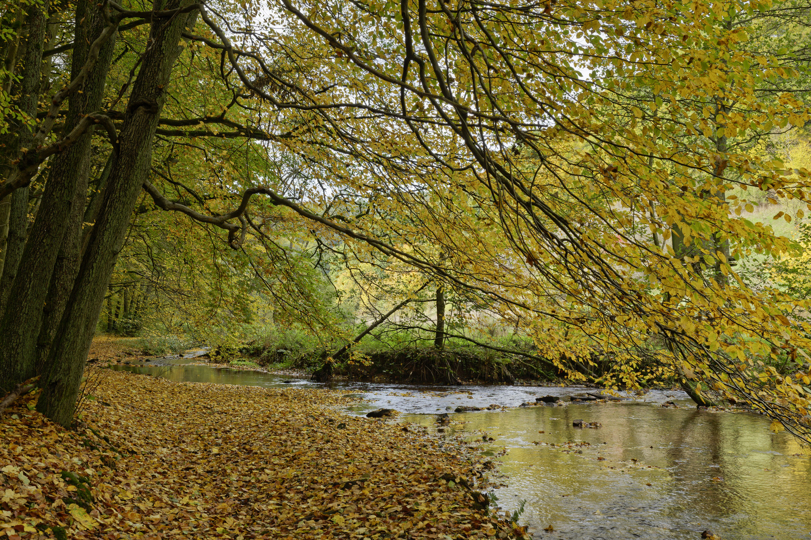 Waldmotive, hier: Herbstimpressionen am Lautenbach (4)