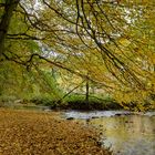 Waldmotive, hier: Herbstimpressionen am Lautenbach (4)