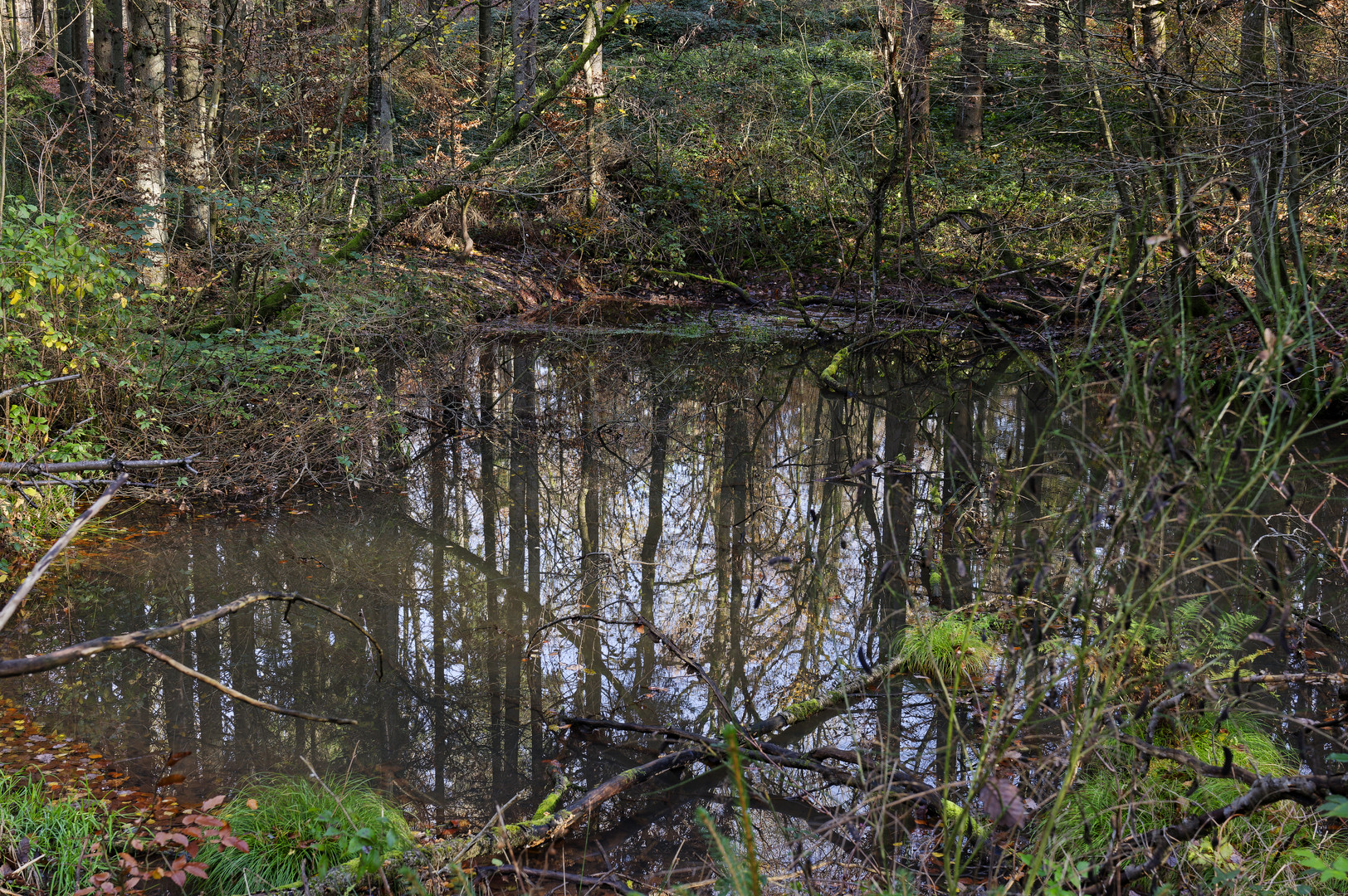 Waldmotive, hier: Herbstimpressionen am Waldtümpel