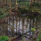 Waldmotive, hier: Herbstimpressionen am Waldtümpel