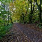 Waldmotive, hier: Herbstimpressionen auf dem Waldweg