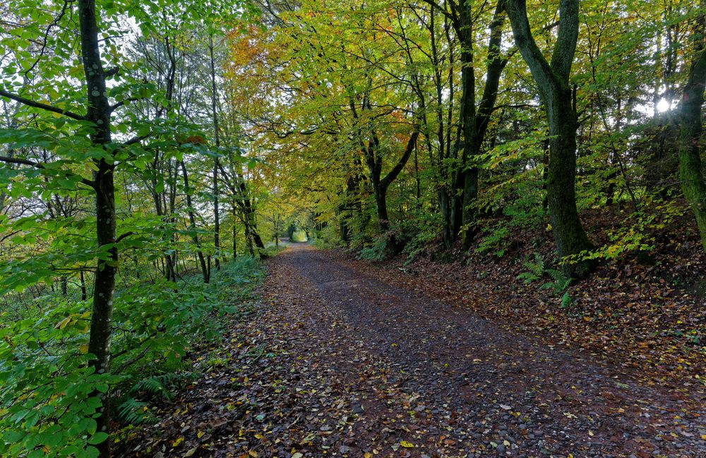 Waldmotive, hier: Herbstimpressionen auf dem Waldweg