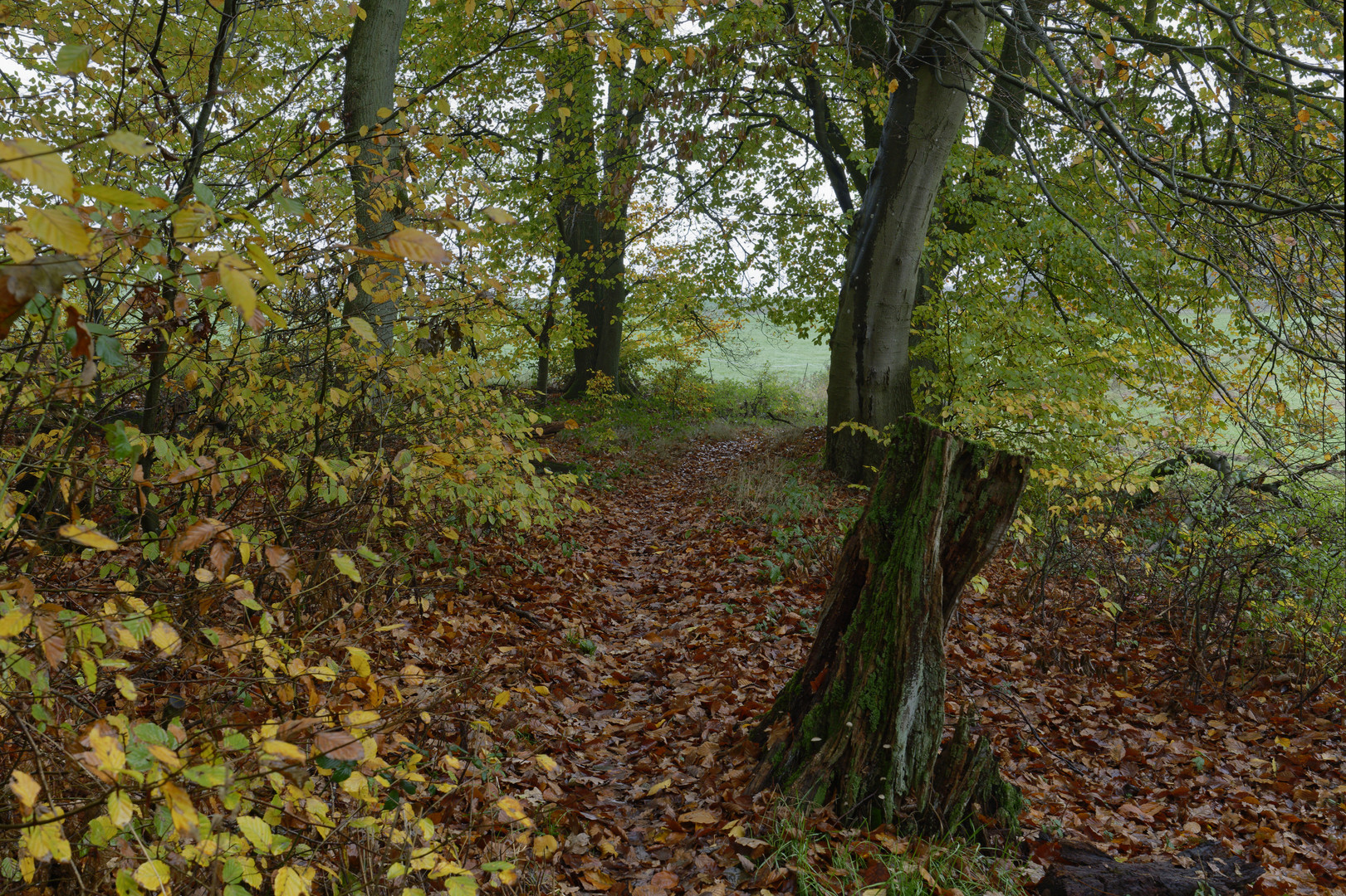 Waldmotive, hier: Herbstimpressionen auf einem Waldpfad