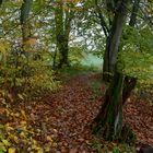 Waldmotive, hier: Herbstimpressionen auf einem Waldpfad