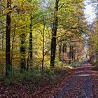 Waldmotive, hier: Herbstimpressionen auf einem Waldweg