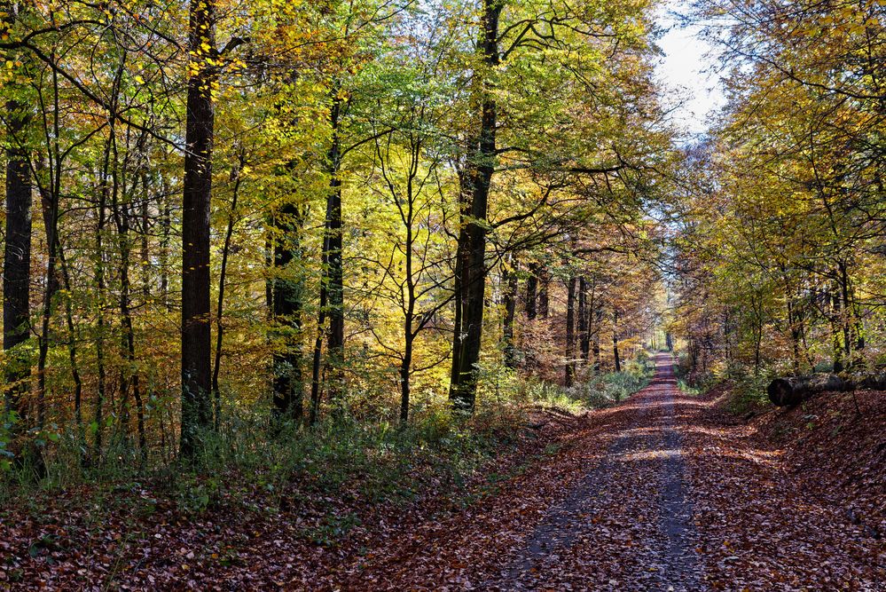 Waldmotive, hier: Herbstimpressionen auf einem Waldweg