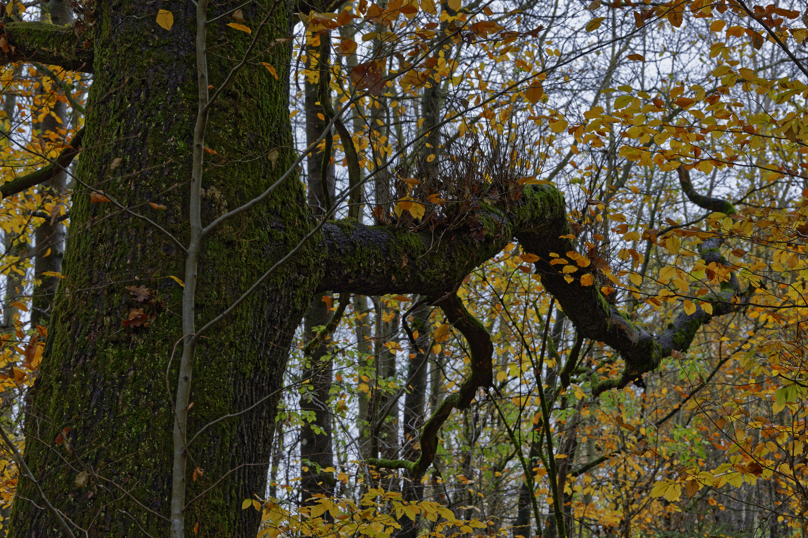 Waldmotive, hier: Herbstimpressionen