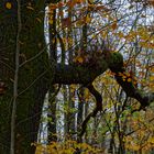 Waldmotive, hier: Herbstimpressionen