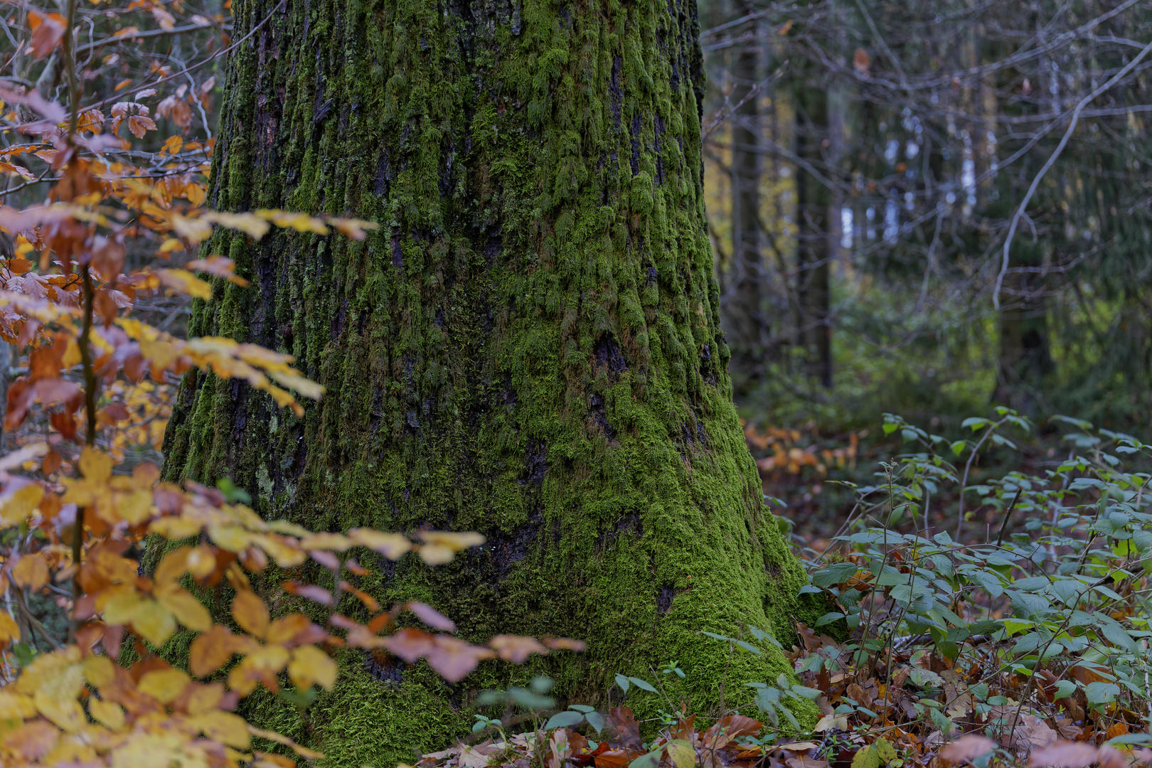 Waldmotive, hier: Herbstimpressionen