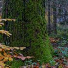 Waldmotive, hier: Herbstimpressionen