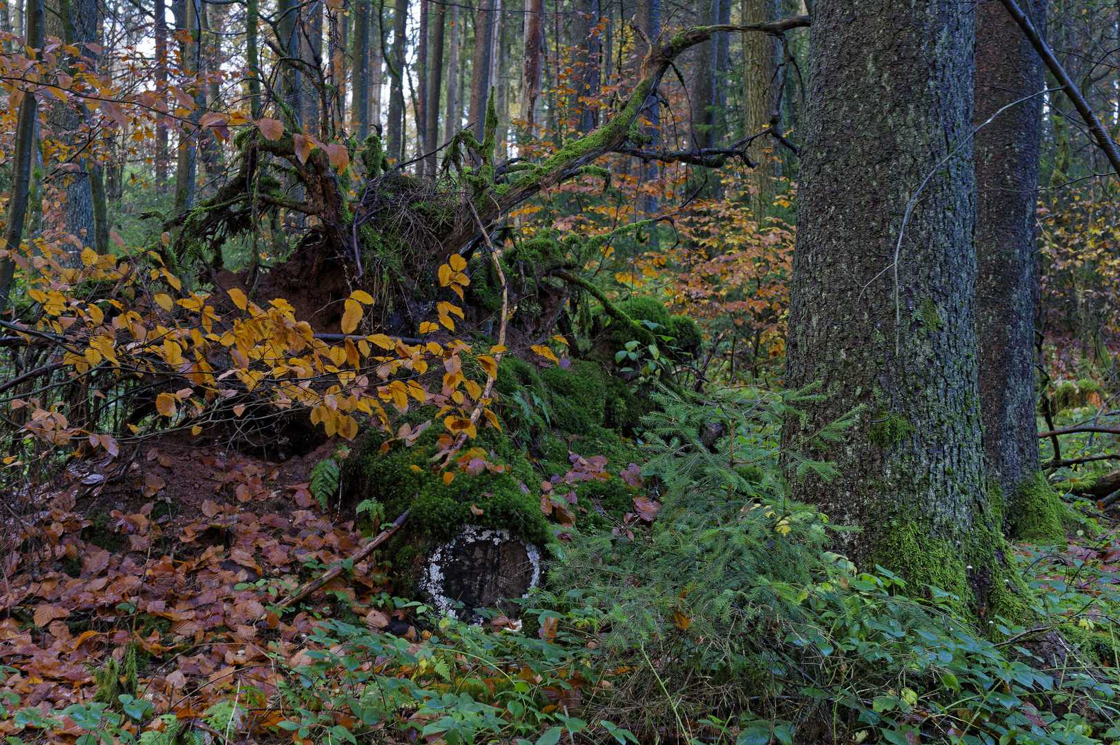Waldmotive, hier: Herbstimpressionen im Fichtenwald (22)