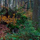 Waldmotive, hier: Herbstimpressionen im Fichtenwald (22)