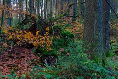 Waldmotive, hier: Herbstimpressionen im Fichtenwald (22)