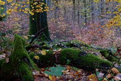 Waldmotive, hier: Herbstimpressionen im Laubwald