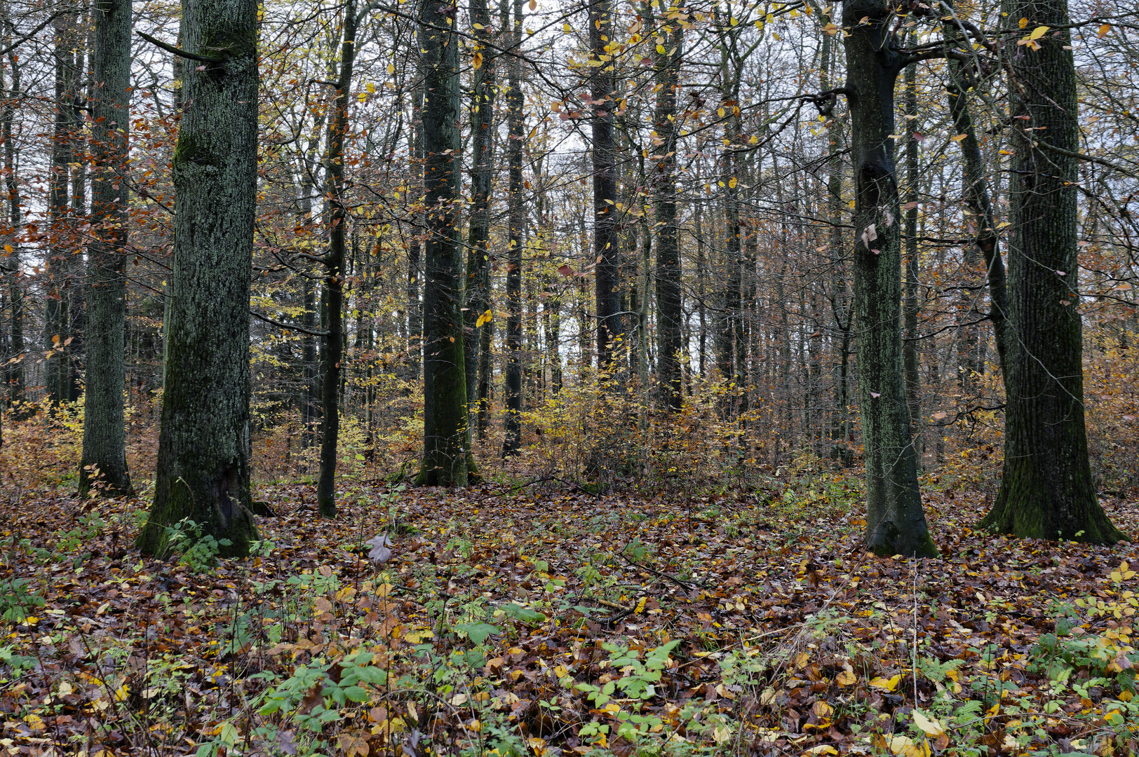 Waldmotive, hier: Herbstimpressionen im Laubwald