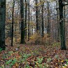 Waldmotive, hier: Herbstimpressionen im Laubwald