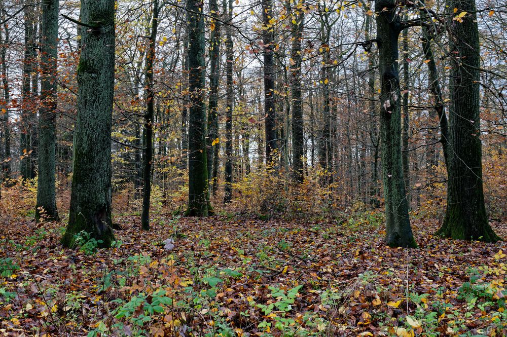 Waldmotive, hier: Herbstimpressionen im Laubwald