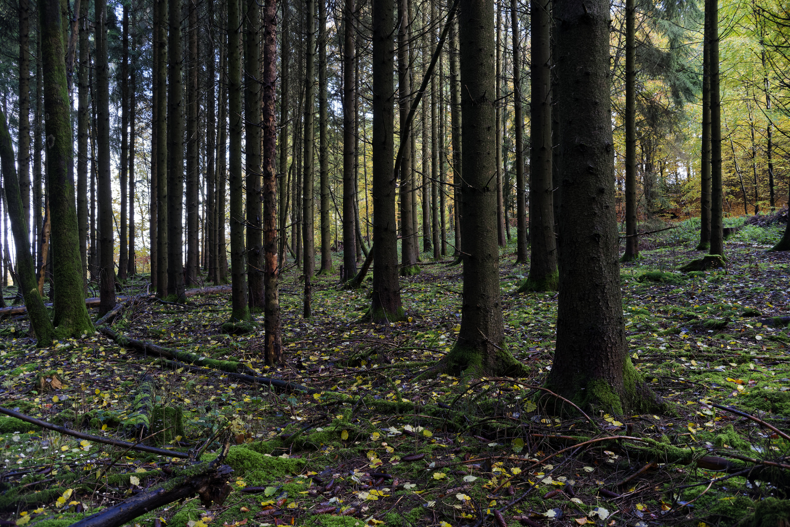 Waldmotive, hier: Herbstimpressionen im Wald (10)
