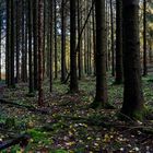 Waldmotive, hier: Herbstimpressionen im Wald (10)