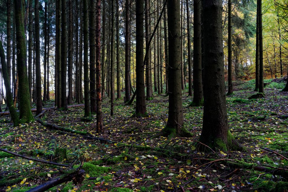 Waldmotive, hier: Herbstimpressionen im Wald (10)