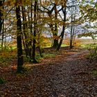 Waldmotive, hier: Herbstimpressionen im Wald (11)