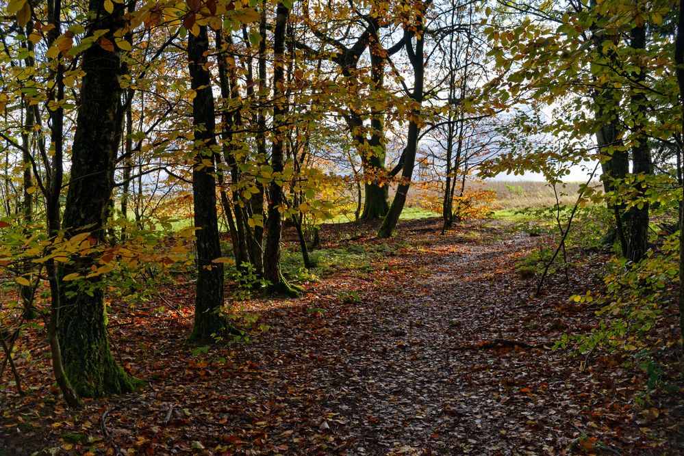 Waldmotive, hier: Herbstimpressionen im Wald (11)