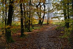 Waldmotive, hier: Herbstimpressionen im Wald (11)