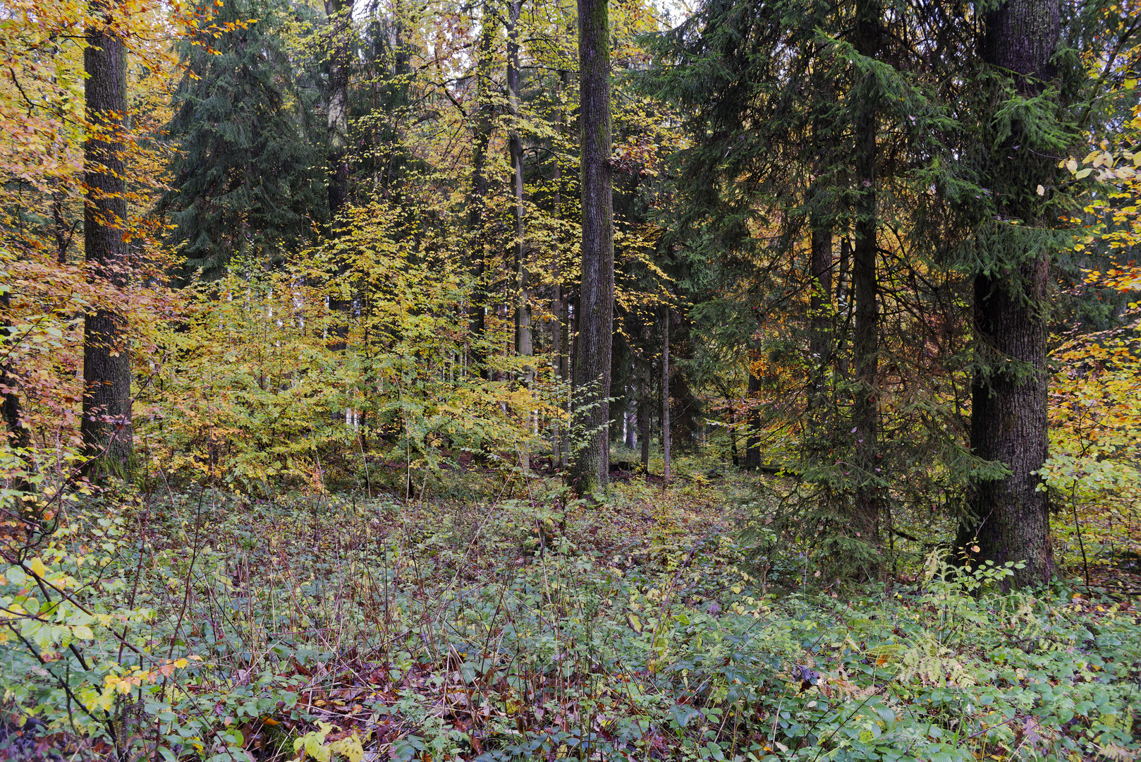 Waldmotive, hier: Herbstimpressionen im Wald (12)