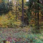 Waldmotive, hier: Herbstimpressionen im Wald (12)