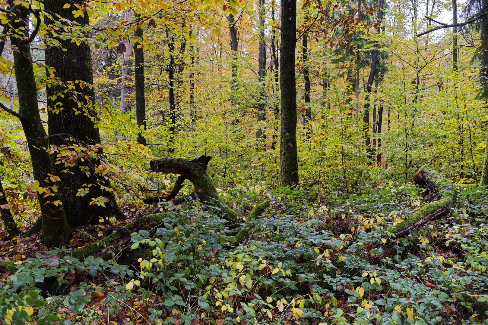 Waldmotive, hier: Herbstimpressionen im Wald (13)