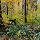 Waldmotive, hier: Herbstimpressionen im Wald (13)
