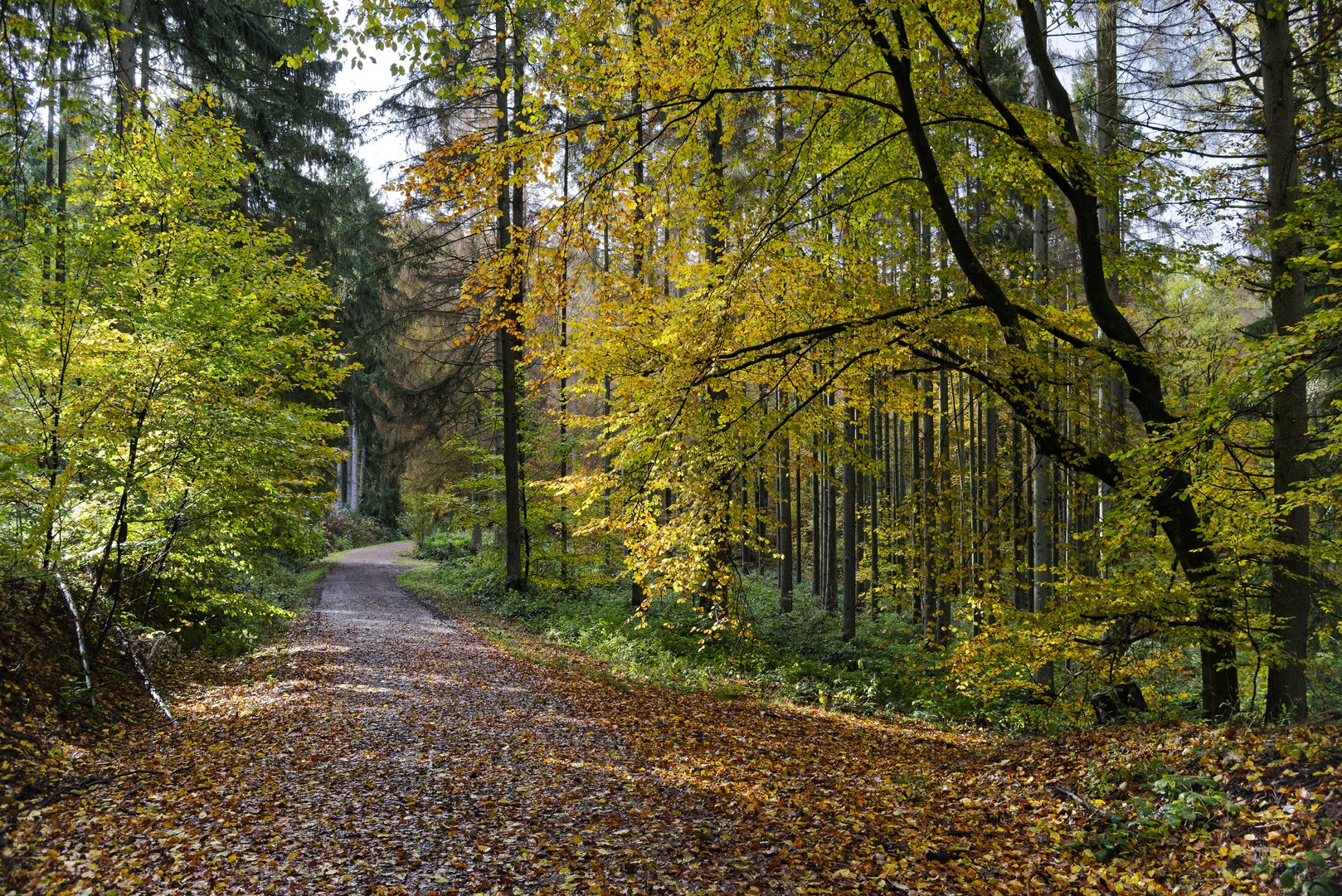 Waldmotive, hier: Herbstimpressionen im Wald (13)