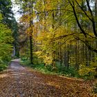 Waldmotive, hier: Herbstimpressionen im Wald (13)