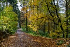 Waldmotive, hier: Herbstimpressionen im Wald (13)