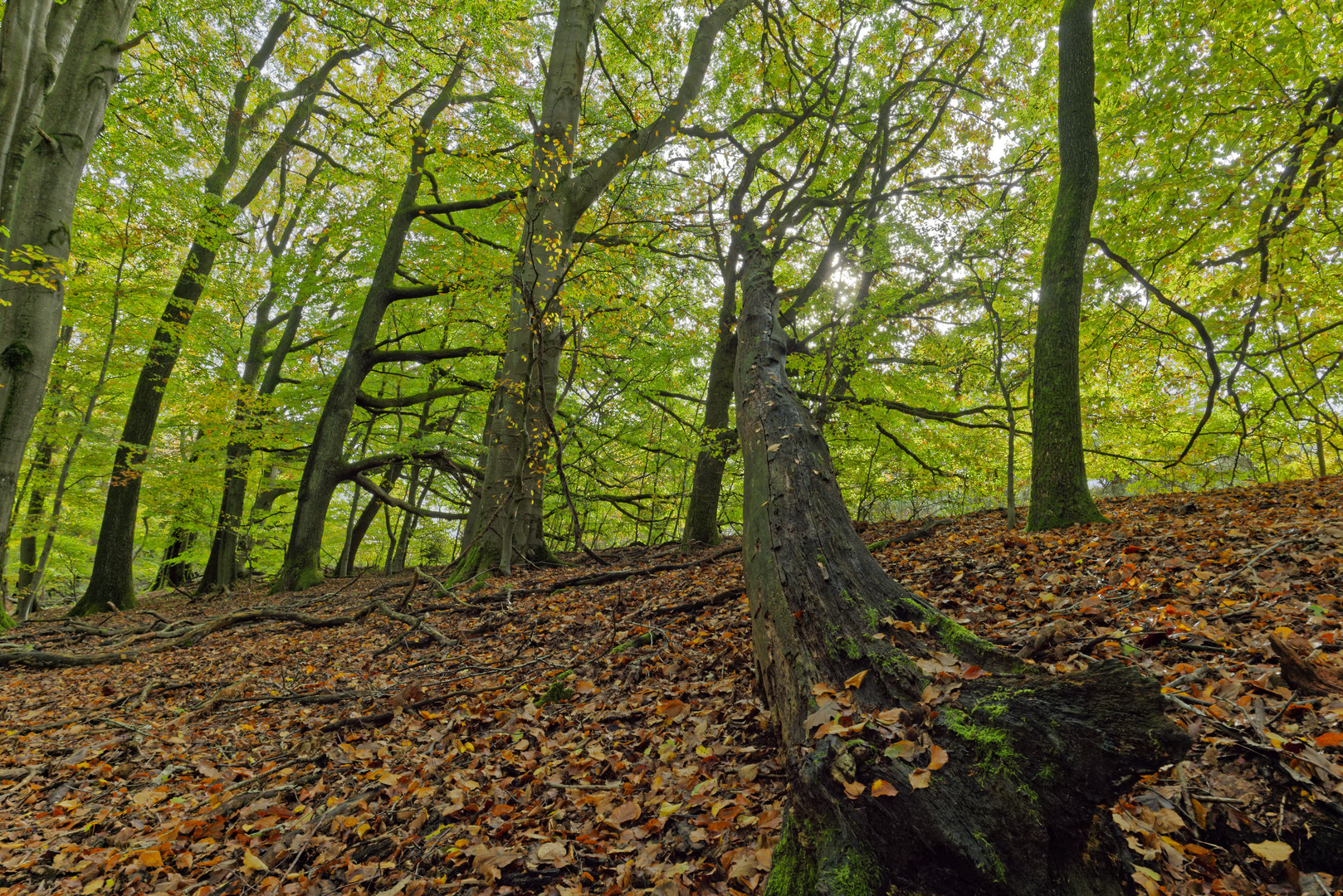 Waldmotive, hier: Herbstimpressionen im Wald (14)