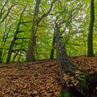 Waldmotive, hier: Herbstimpressionen im Wald (14)