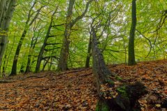 Waldmotive, hier: Herbstimpressionen im Wald (14)