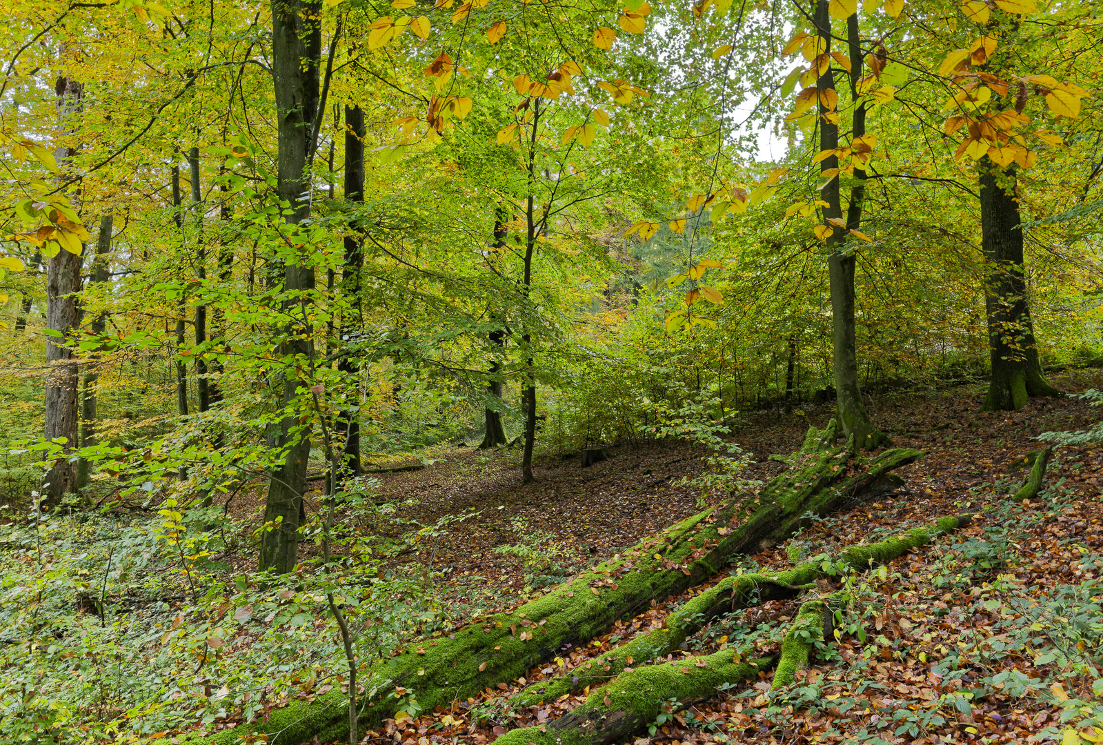 Waldmotive, hier: Herbstimpressionen im Wald (15)