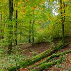 Waldmotive, hier: Herbstimpressionen im Wald (15)