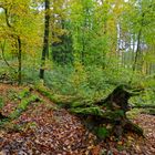 Waldmotive, hier: Herbstimpressionen im Wald (16)