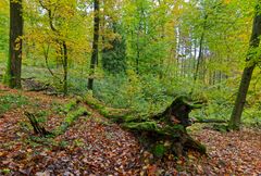 Waldmotive, hier: Herbstimpressionen im Wald (16)