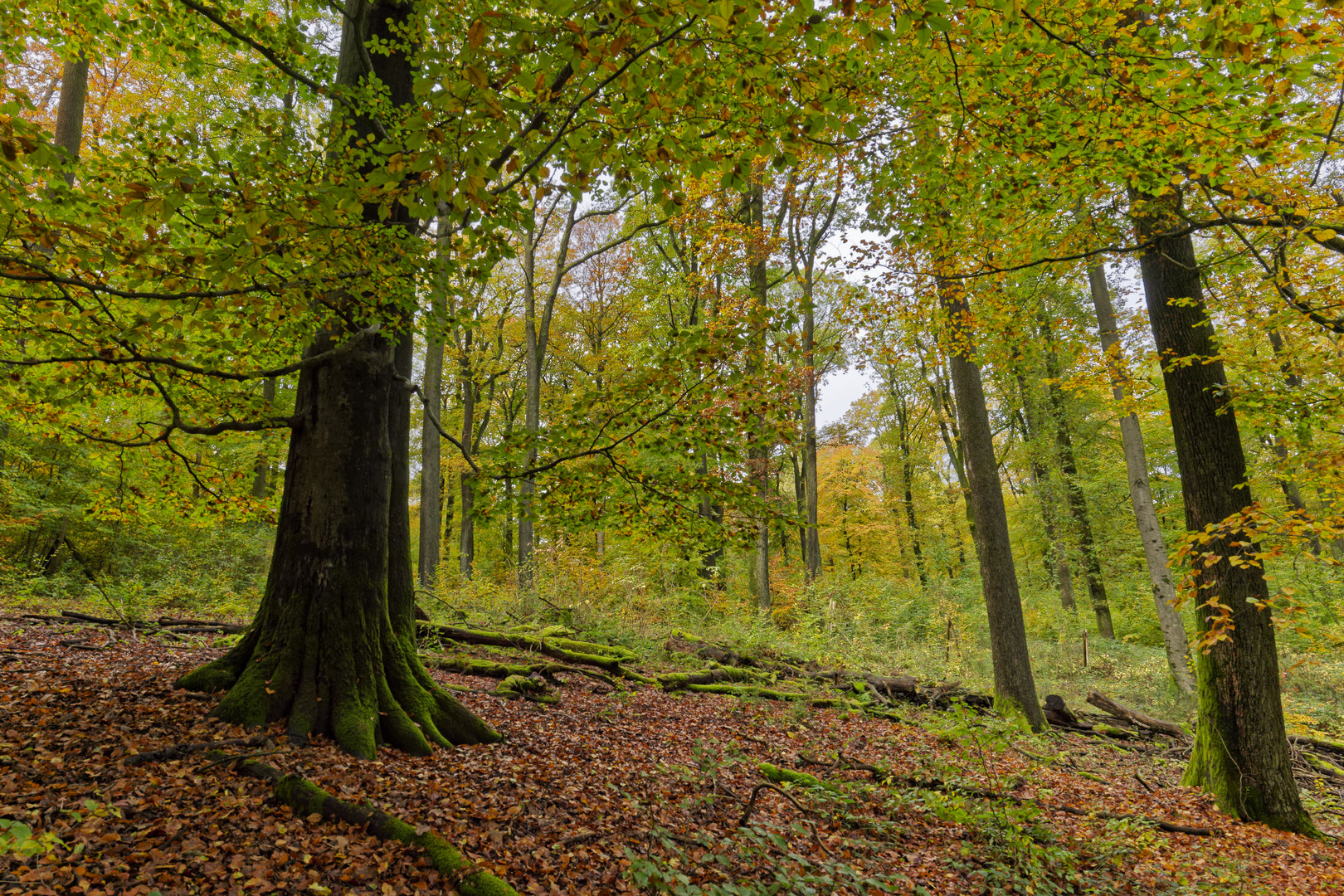 Waldmotive, hier: Herbstimpressionen im Wald (17)