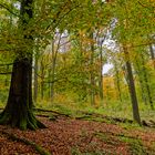 Waldmotive, hier: Herbstimpressionen im Wald (17)