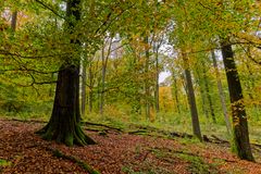 Waldmotive, hier: Herbstimpressionen im Wald (17)