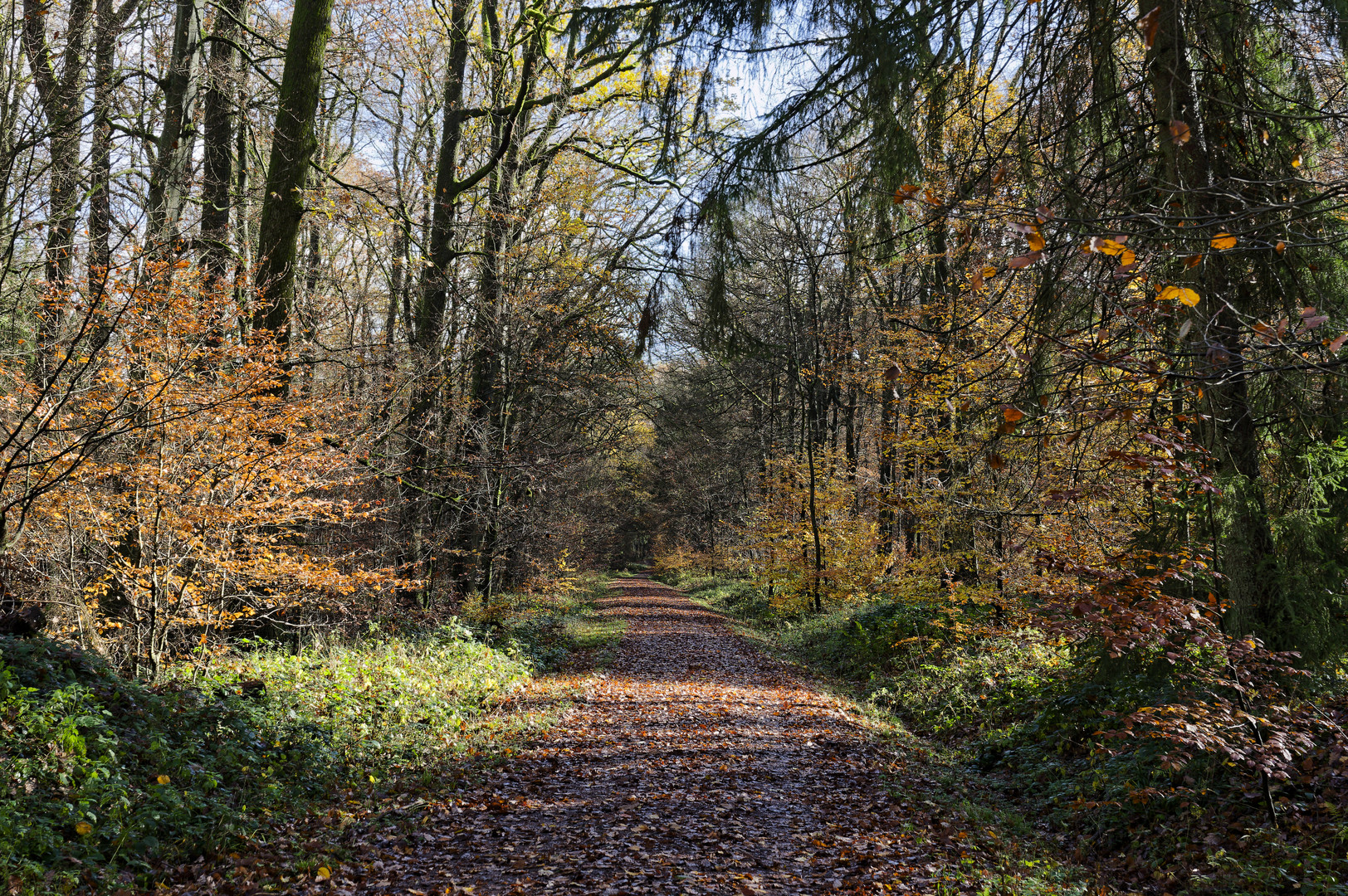 Waldmotive, hier: Herbstimpressionen im Wald (17)