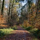Waldmotive, hier: Herbstimpressionen im Wald (17)