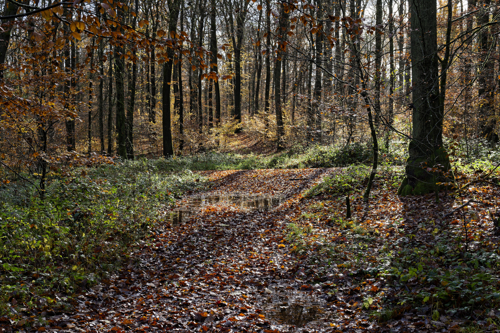 Waldmotive, hier: Herbstimpressionen im Wald (18)